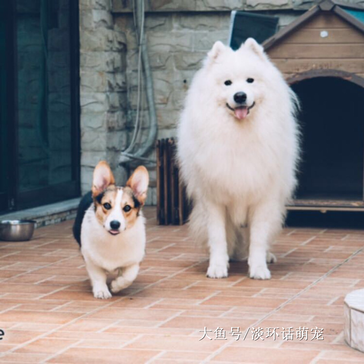 养过狗的人都知道，这种宠物随便主人怎么撸，喜欢的快养一只开撸