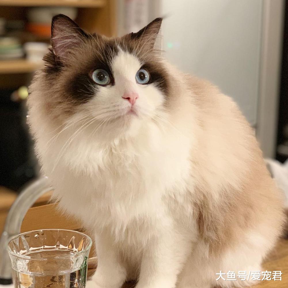 铲屎的, 你在说什么呢? 喵星人是否能听懂主人的话呢