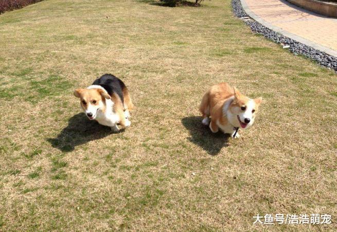 很适合女生养的狗，有它们在身边就像雇个保镖，没人敢欺负你