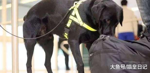 这种狗狗只有正常犬一半寿命，但却用它们一生，守护了地球的和平