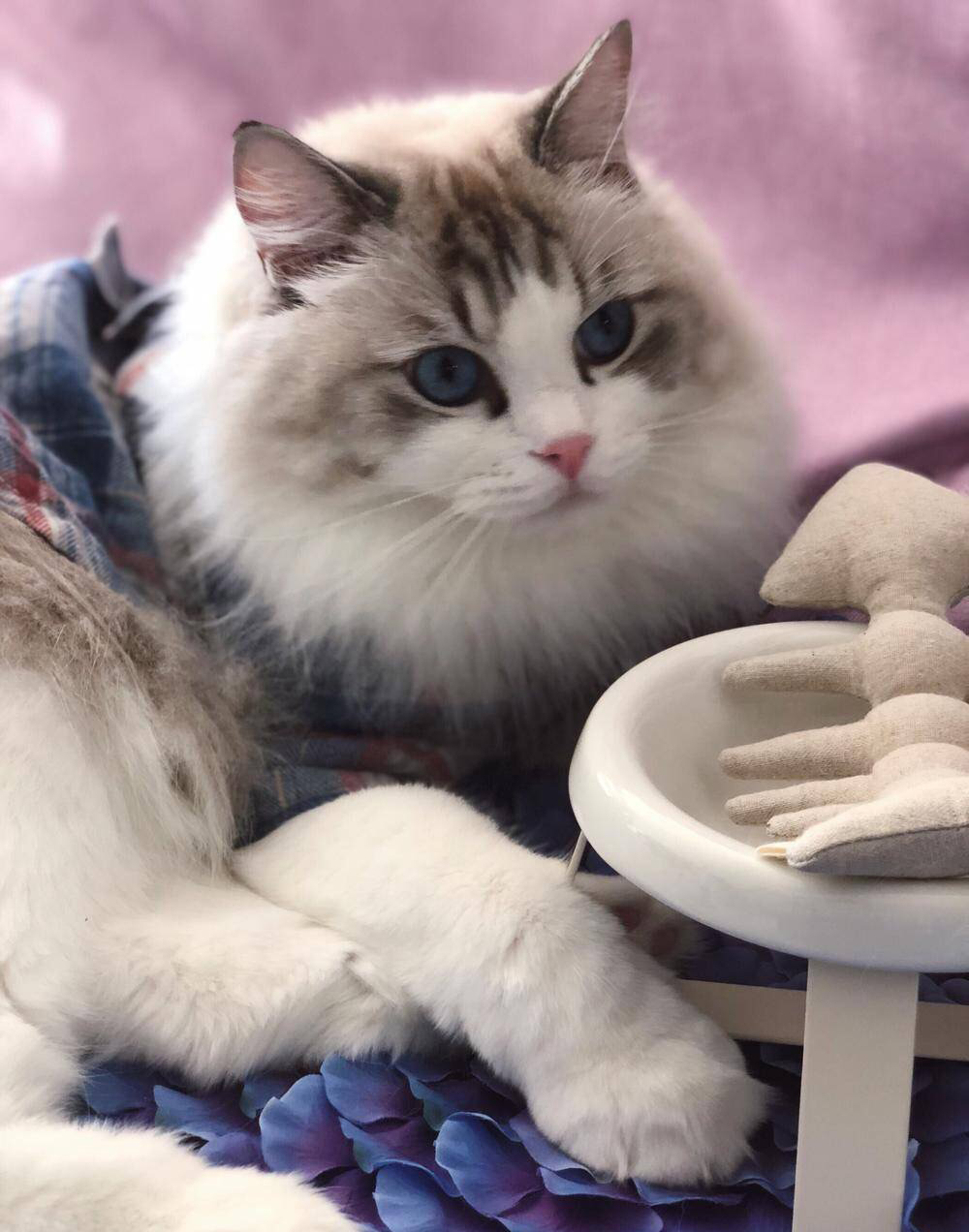 新手必看！养猫之前一定要做好这7个准备，后悔没早点看到！