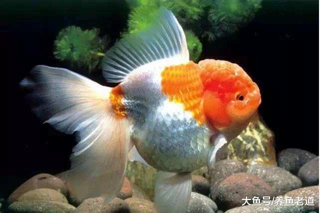 金鱼和七彩神仙鱼相比，谁更容易饲养呢？