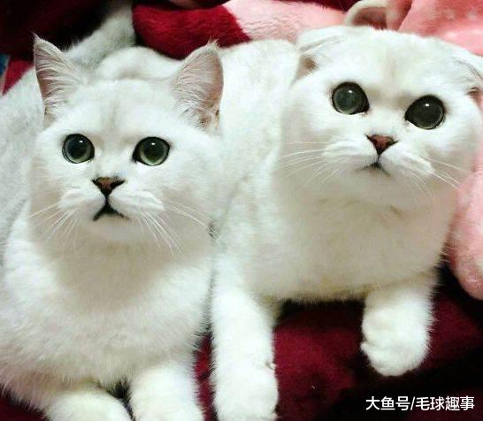 为什么有那么多的人喜欢英短呢、。这4大优点让人着迷！