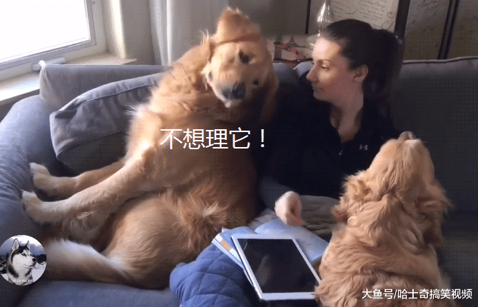 金毛“夫妻”闹矛盾，女主人出面帮忙化解，结果她也笑翻了