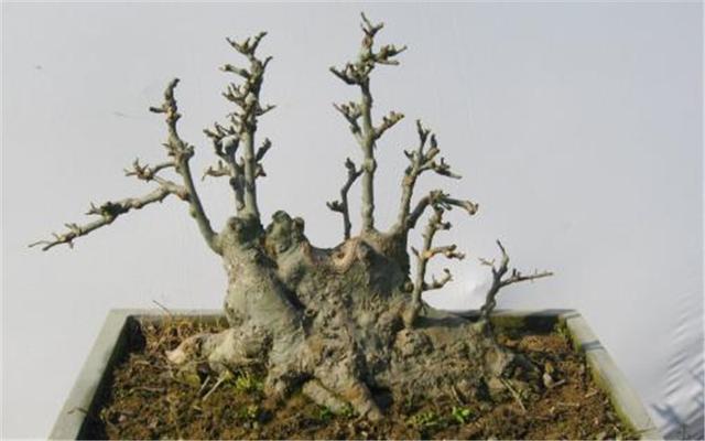 对盆景进行塑造的时候，无枝可用，那么就需要进行蓄枝
