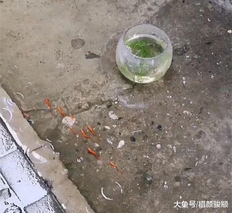 下雨天，不遛狗遛猫了，现在流行溜金鱼