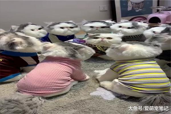 加菲猫爱捣乱怎么办？主人想了个“馊主意”，喵：不怂要被群殴啊