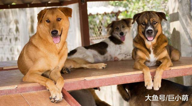 宠物寄养中的“民宿”——家庭寄养，如何应对狗狗出现的健康问题