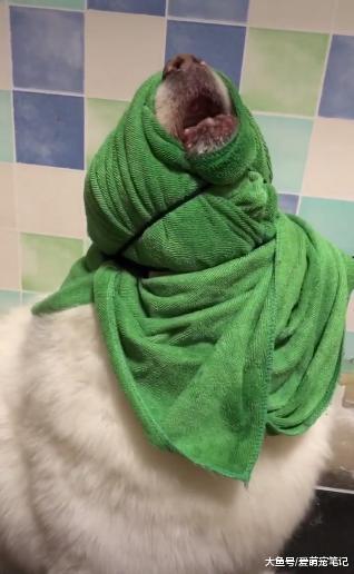 给萨摩吹毛经常甩头咬，主人就给它包上绿头布，汪：能换个颜色吗