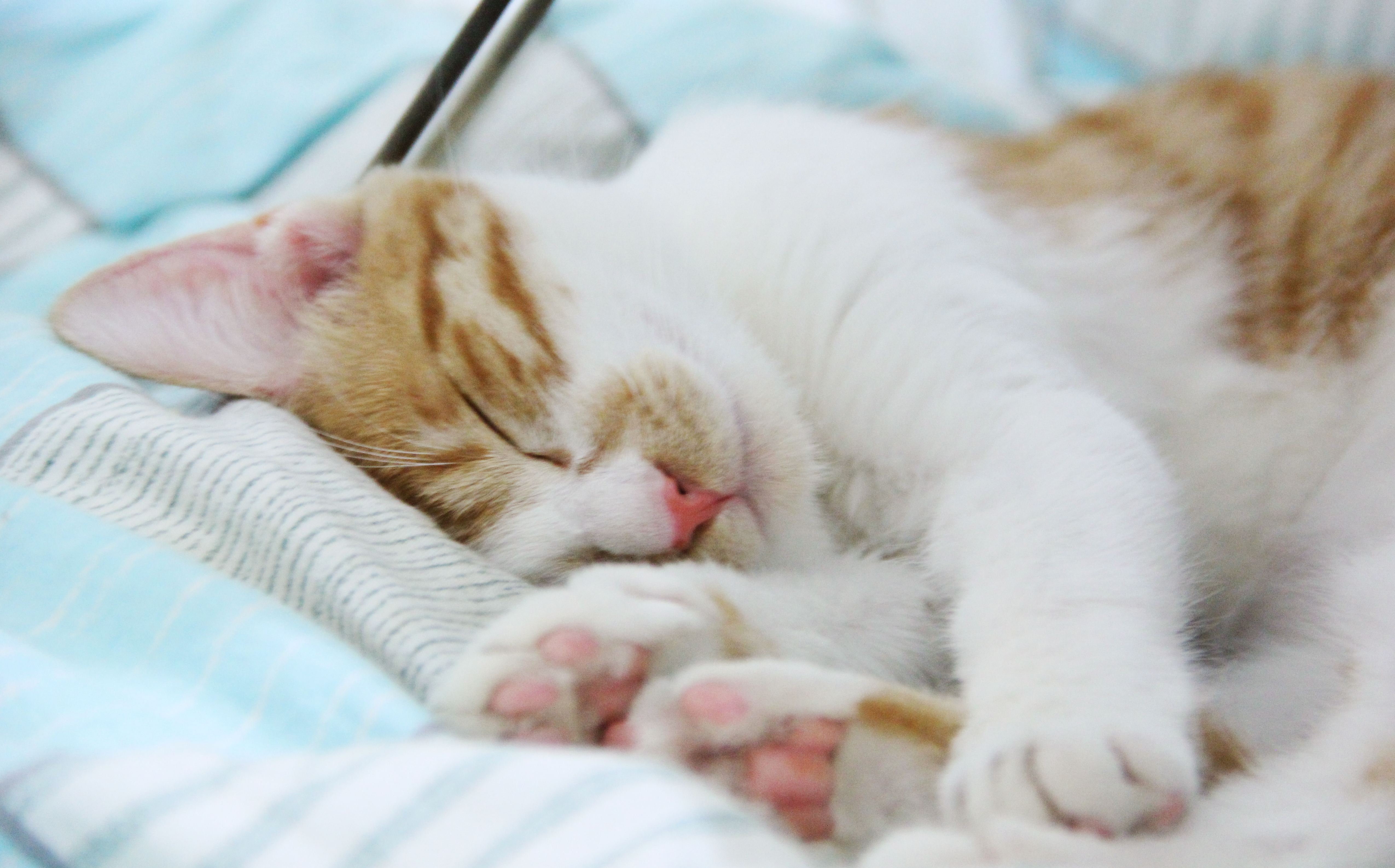 铲屎官：“我终于把猫咪赶下了床，让它有了自己的窝”