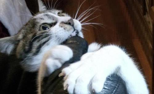 6個貓咪基本的生理知識，你都知道嗎？