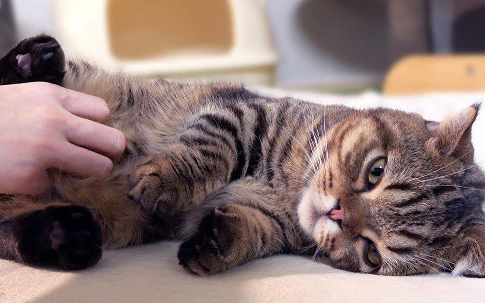 猫的一些现象分析，乖张的行为下是科学的解释