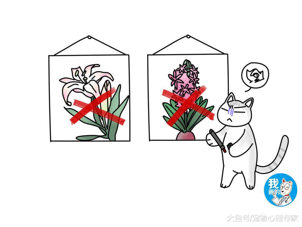 辟谣：猫咪肾衰全怪它自己不懂养生？这是你家猫主子背过最大的锅