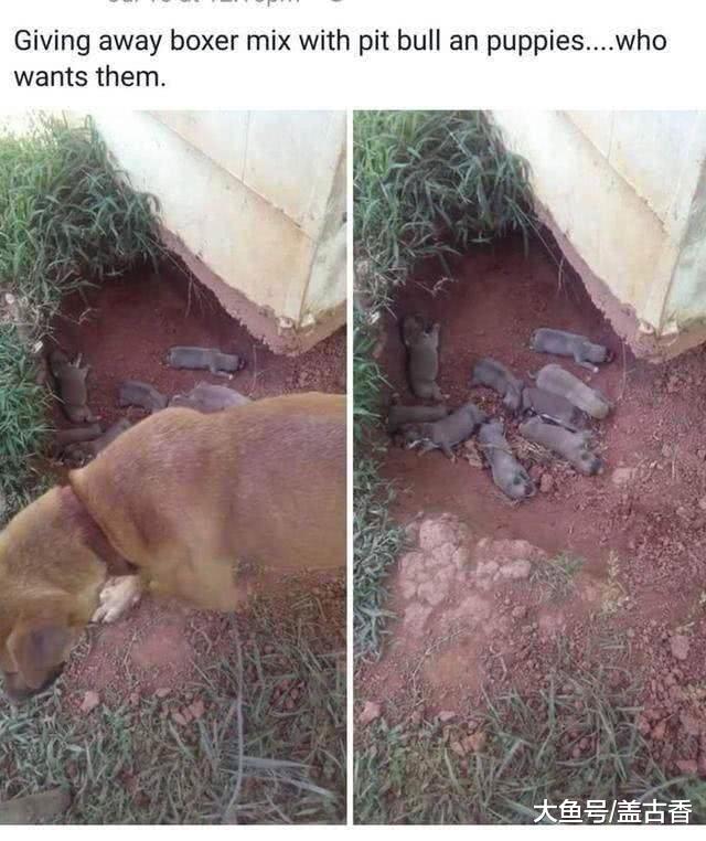 救援组织对狗妈妈伸以援手，现在被领养的奶狗画风大变！