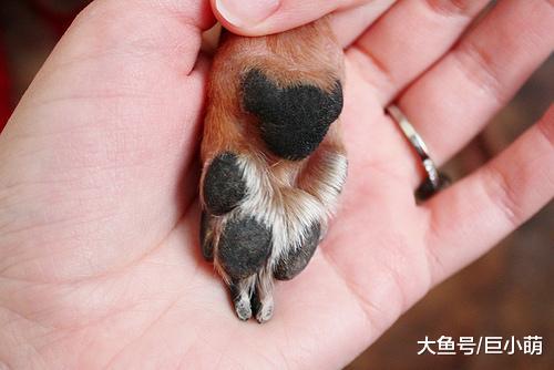 狗狗出门后脚变得肮脏怎么办？训犬师教你如何清理狗狗的小泥脚