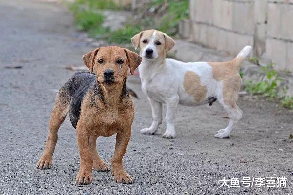 流浪狗遇上宠物狗后的三种表现并非自卑，夹尾离开只因畏惧人类！