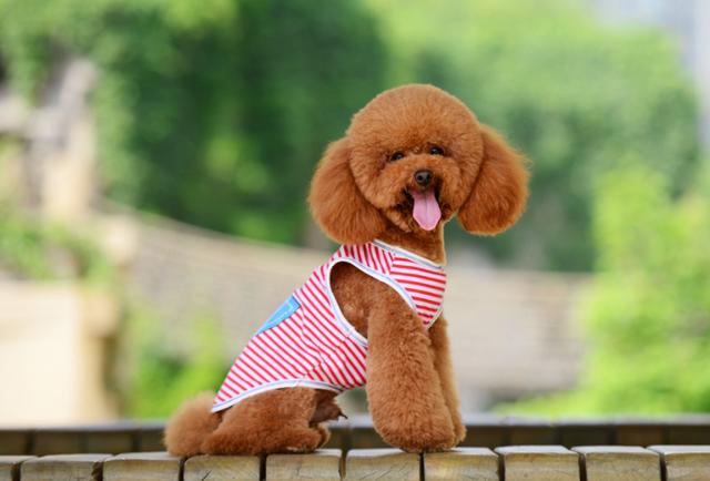 泰迪这5个“求救”信号，宠主千万别视而不见！