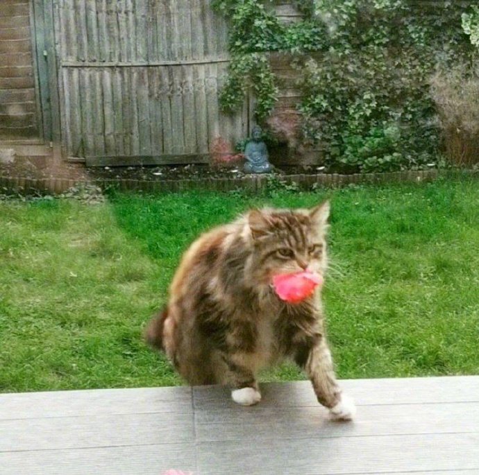 妹子搬新家后天天被猫咪送花，网友：这猫比男人都浪漫！