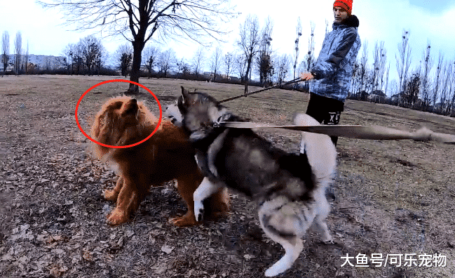 藏獒想跟二哈玩，结果二哈把藏獒一顿揍，看来藏獒已经被带跑偏了