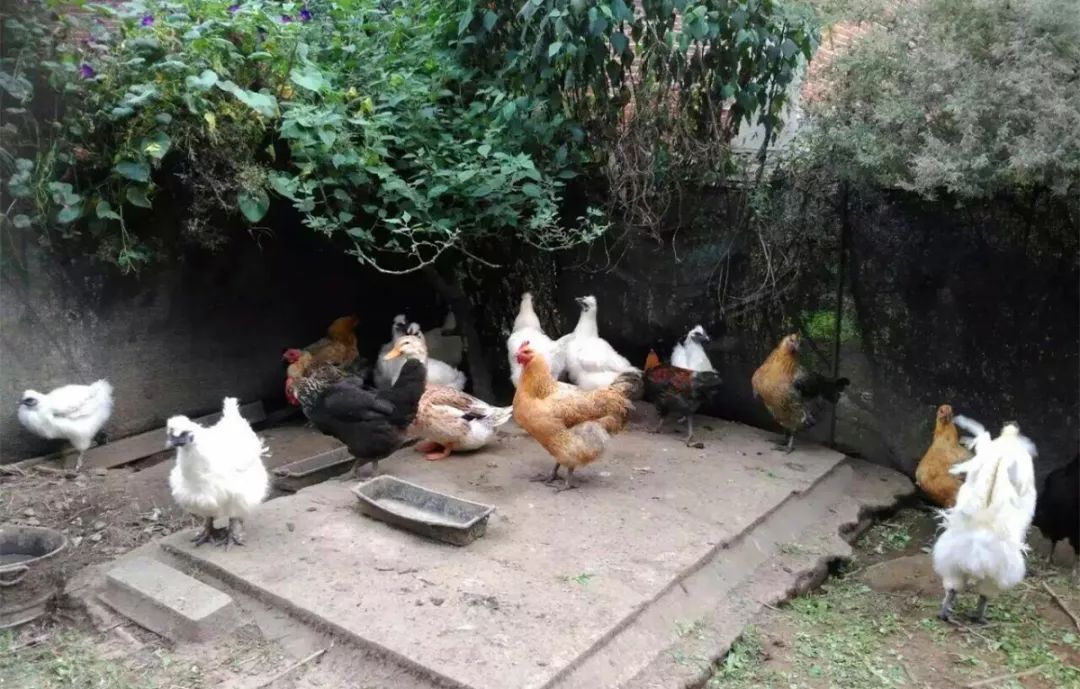 少年的你 在顺义的平房里长大~