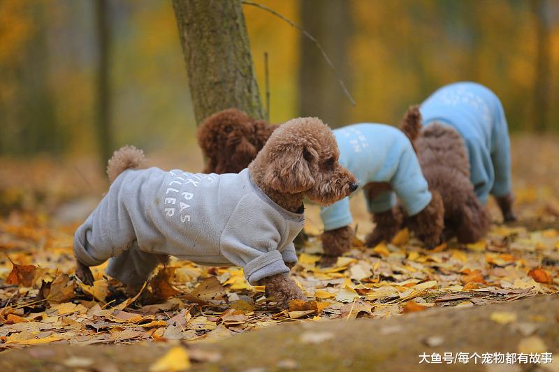 大家会给狗狗做绝育手术吗？绝育手术是利还是弊