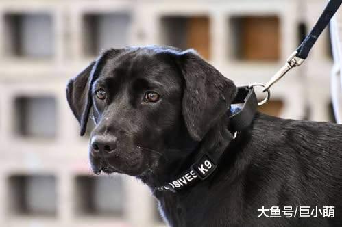 狗狗到底有多聪明，据说它们可以闻到对方是好是坏，这是真的吗