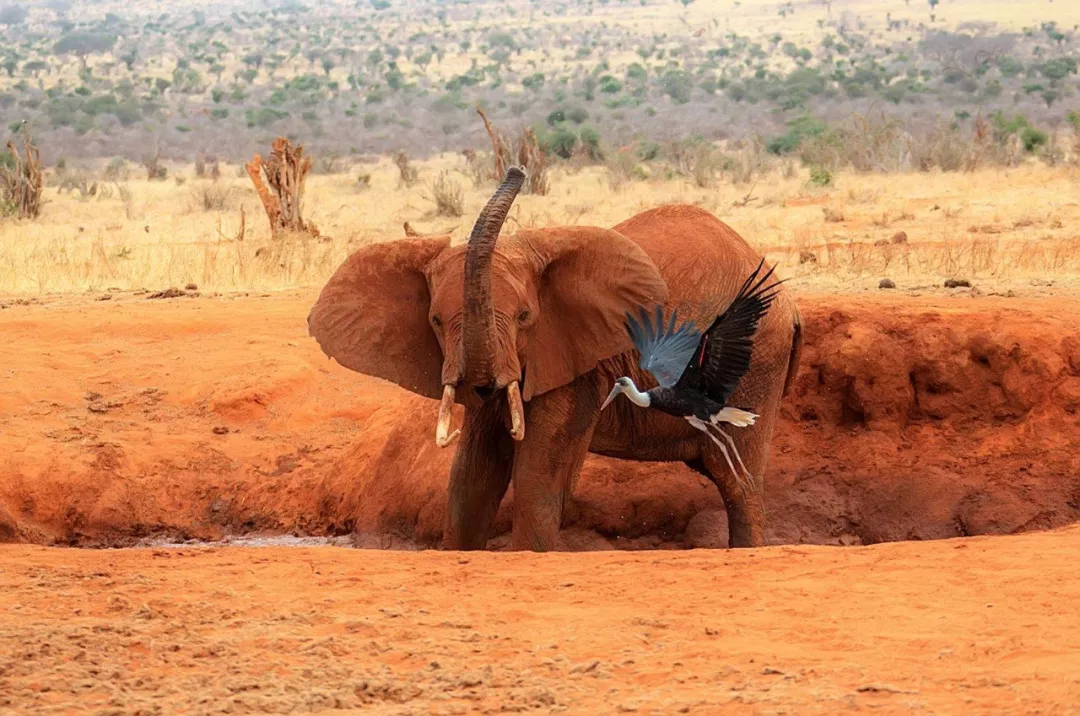 遭遇肯尼亚（一）跟着肖戈拍大象