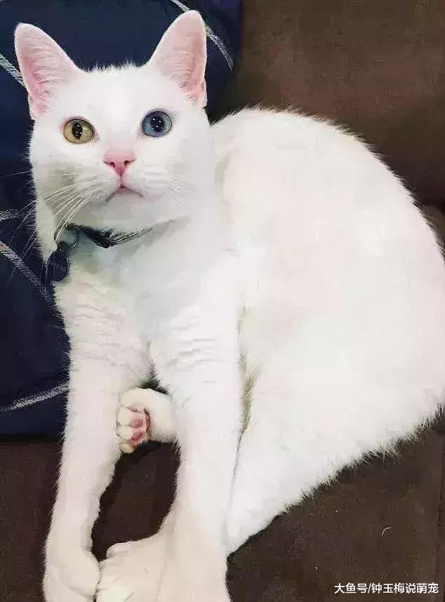 2019年世界上最贵的猫排行榜，都是人民币的香味