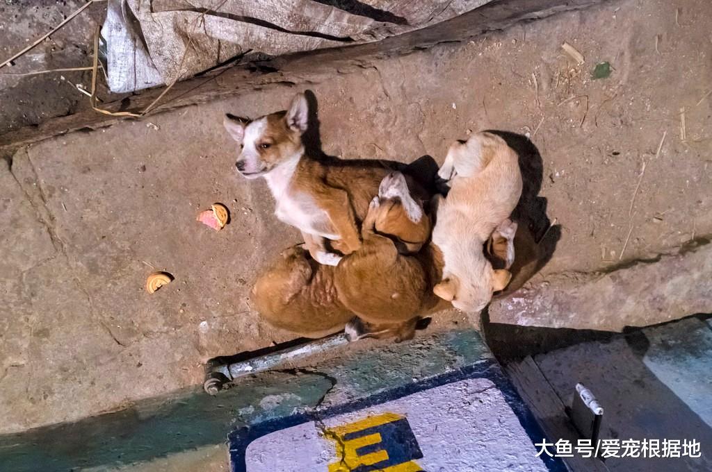 菜市场的流浪狗，赖上卖炸鸡的阿姨，只因她喂了自己一块肉