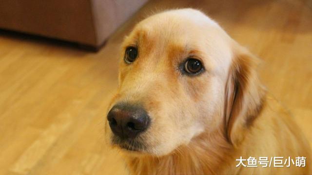 帮狗狗选交配对象，别只顾颜值，看这5点更实际