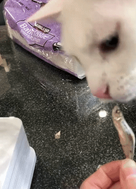 猫咪从来不吃鱼头，主人好奇什么怪癖，网友：你尝下就知道了！