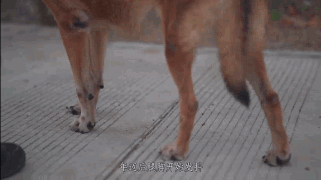 【带着使命降生，怀着忠诚离去】