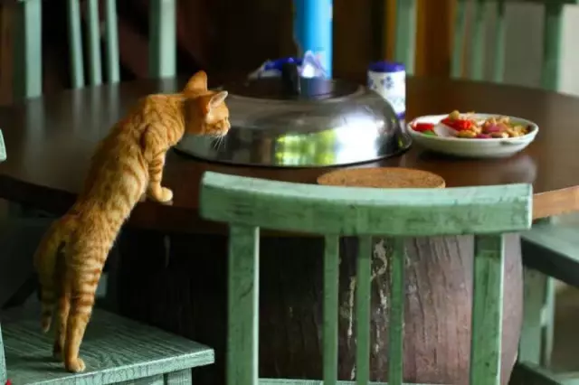 【逃城】猫的伊甸园