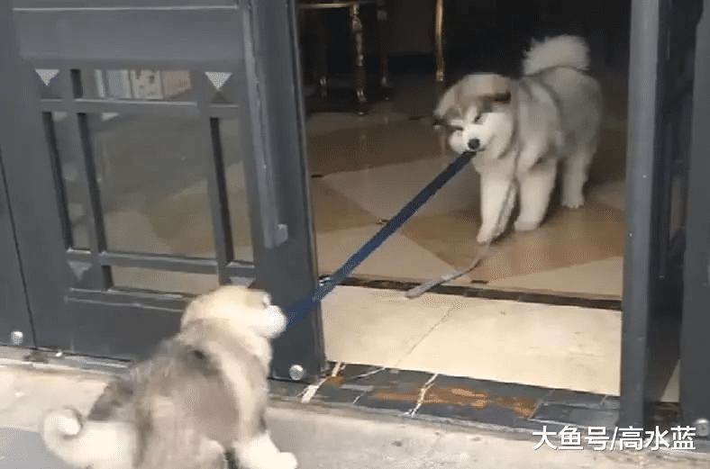 阿拉斯加妹妹到点要回家，同伴因为舍不得，一个举动笑翻全场！