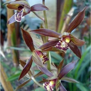 让人一眼就爱上的兰花，不娇不媚，清新脱俗，报岁香兰，墨兰企黑