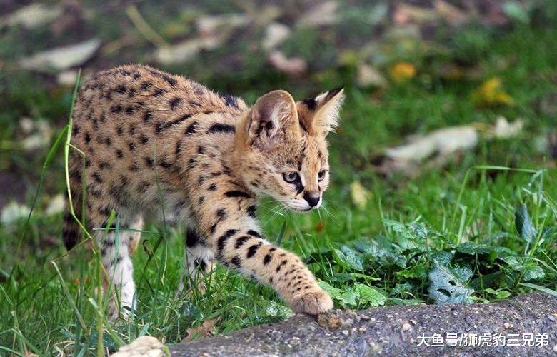它是猫科动物里的大长腿, 却因外表漂亮, 引来很多杀身之祸