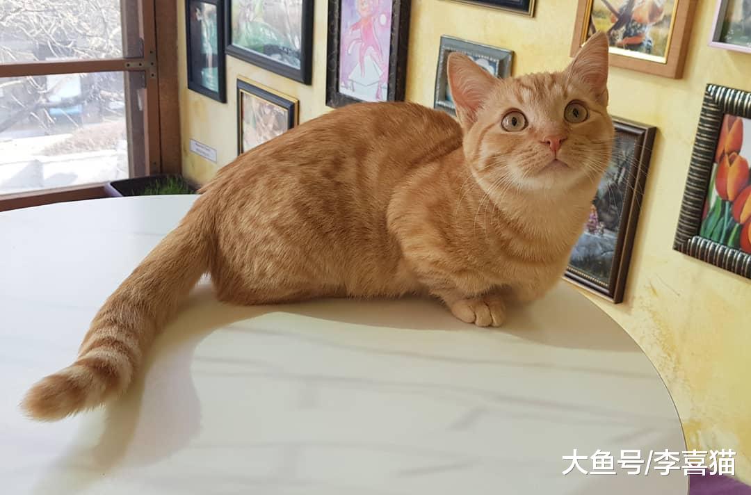 猫咪之间打招呼和交流的方式有很多种，但一般来说并不包括喵喵叫