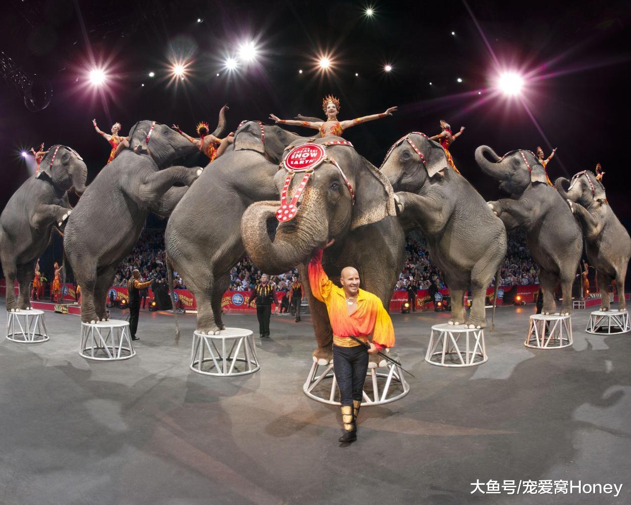 看了這些，你還會去馬戲團看大象表演節目嗎？現實很殘酷！