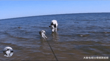 网友养了只二哈，想让它去看牛群，带到农场后主人却笑了