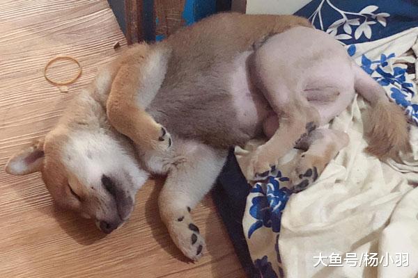 小柴犬贪玩钻沙发底，结果出来后“裤子”没了，柴犬“pp有点凉”