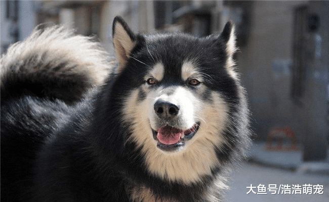 被人误会的5种大型犬，它们对主人很忠诚，那些“坏话”都是谣言