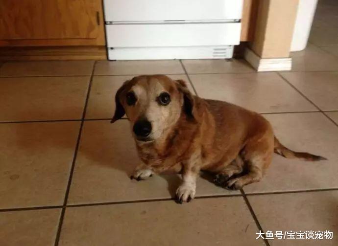 狗狗因年长跳不上去床，主人看到后……