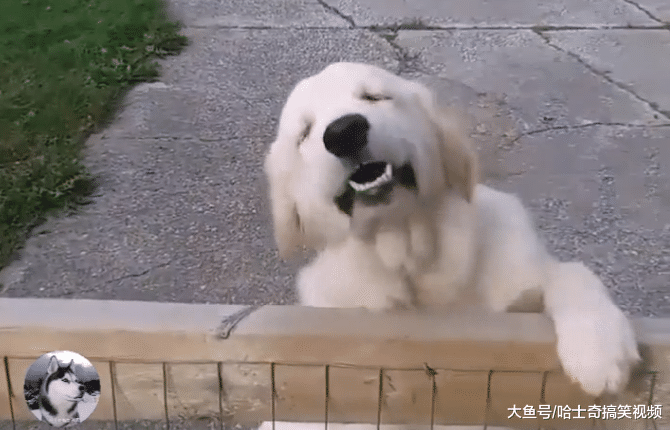 “内有恶犬”？结果狗子却笑成了眯眯眼，网友也笑翻了