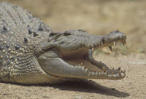 全球最罕见的恐怖生物，被称为“食人鳄”，真正的万物之主！