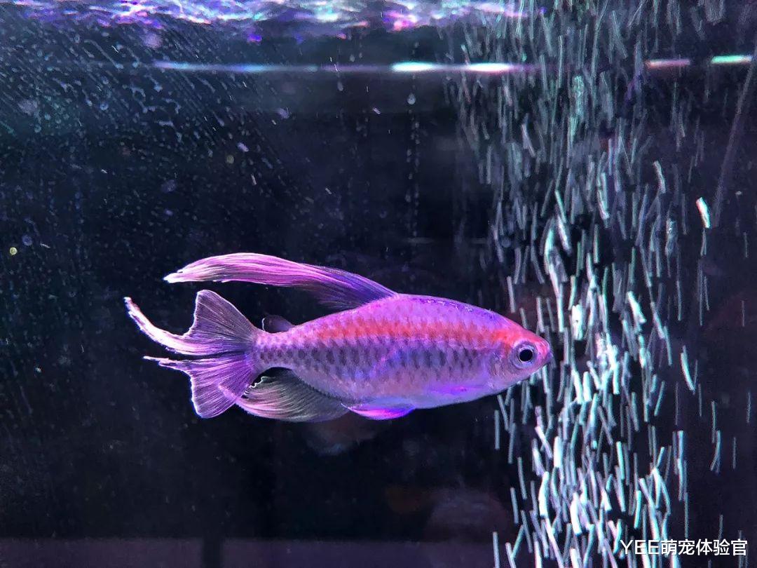 非洲刚果美人鱼，喜欢群游的皮实小鱼，却总难上位