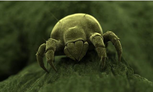 背上螨虫成堆？广东保洁阿姨教你一小招，螨虫一晚上就消失不见