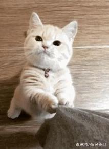 貓越養越胖怎么辦？！別猶豫，用這幾招帶貓咪減肥！