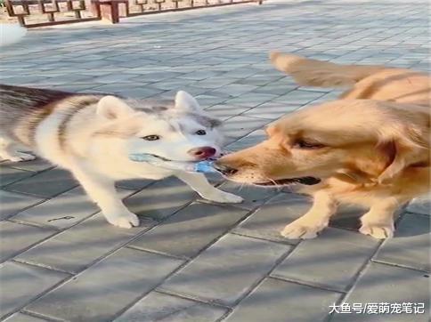 为了五分钱的瓶子, 哈士奇和金毛吵了半个小时, 二哈: 吵架没输过