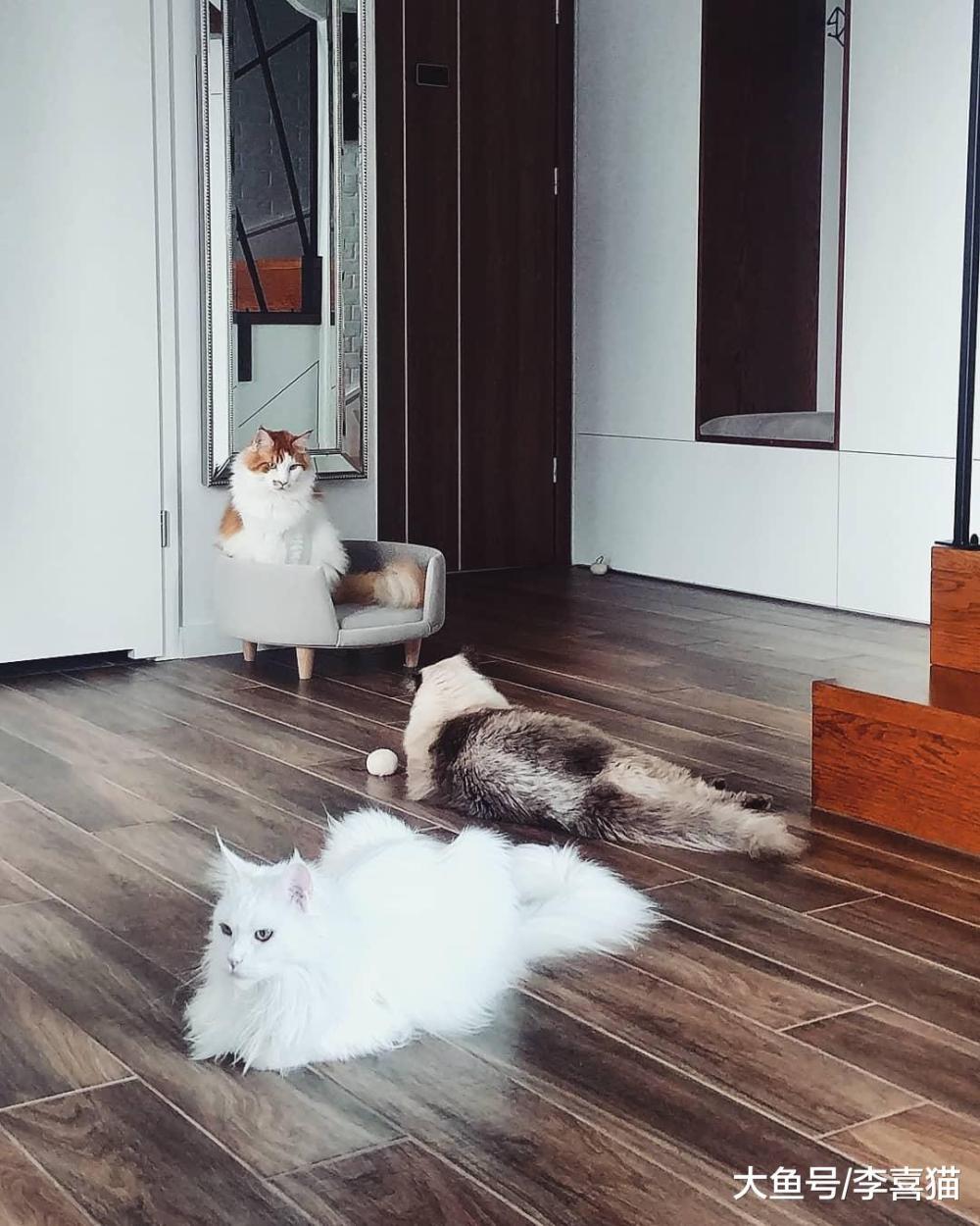 猫咪互相追逐打闹不一定是真的打架, 这是喵星人的社交方式之一
