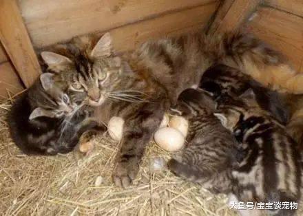 猫咪选择分娩的地方是鸡窝，刚好鸡妈妈也下了几个蛋，于是……